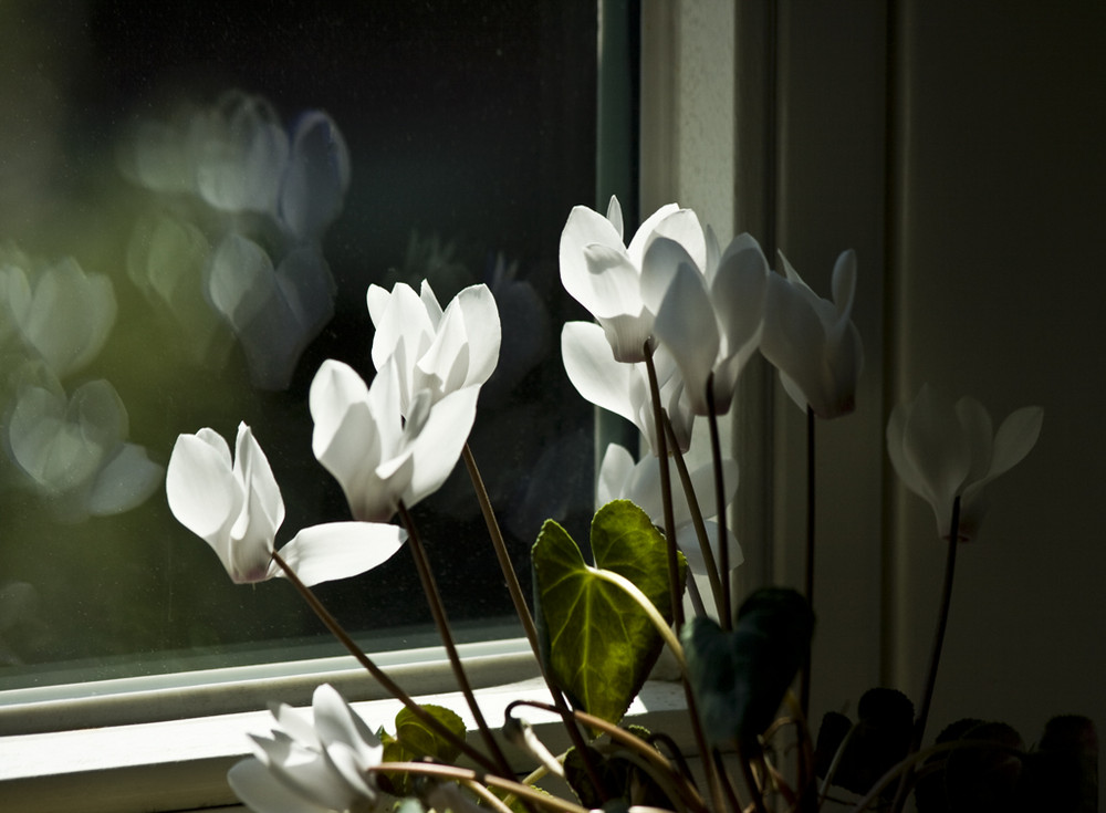 Planze mit Spiegelung im Fenster