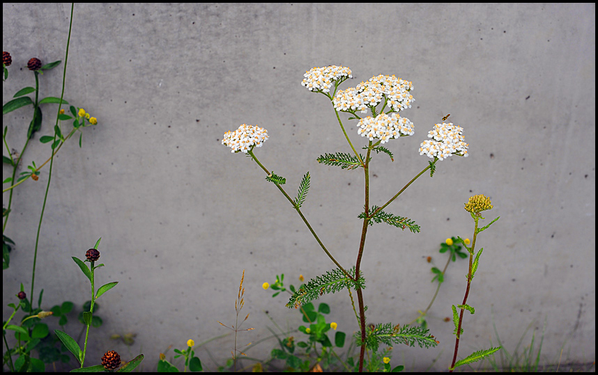 Planzen an der Hauswand II