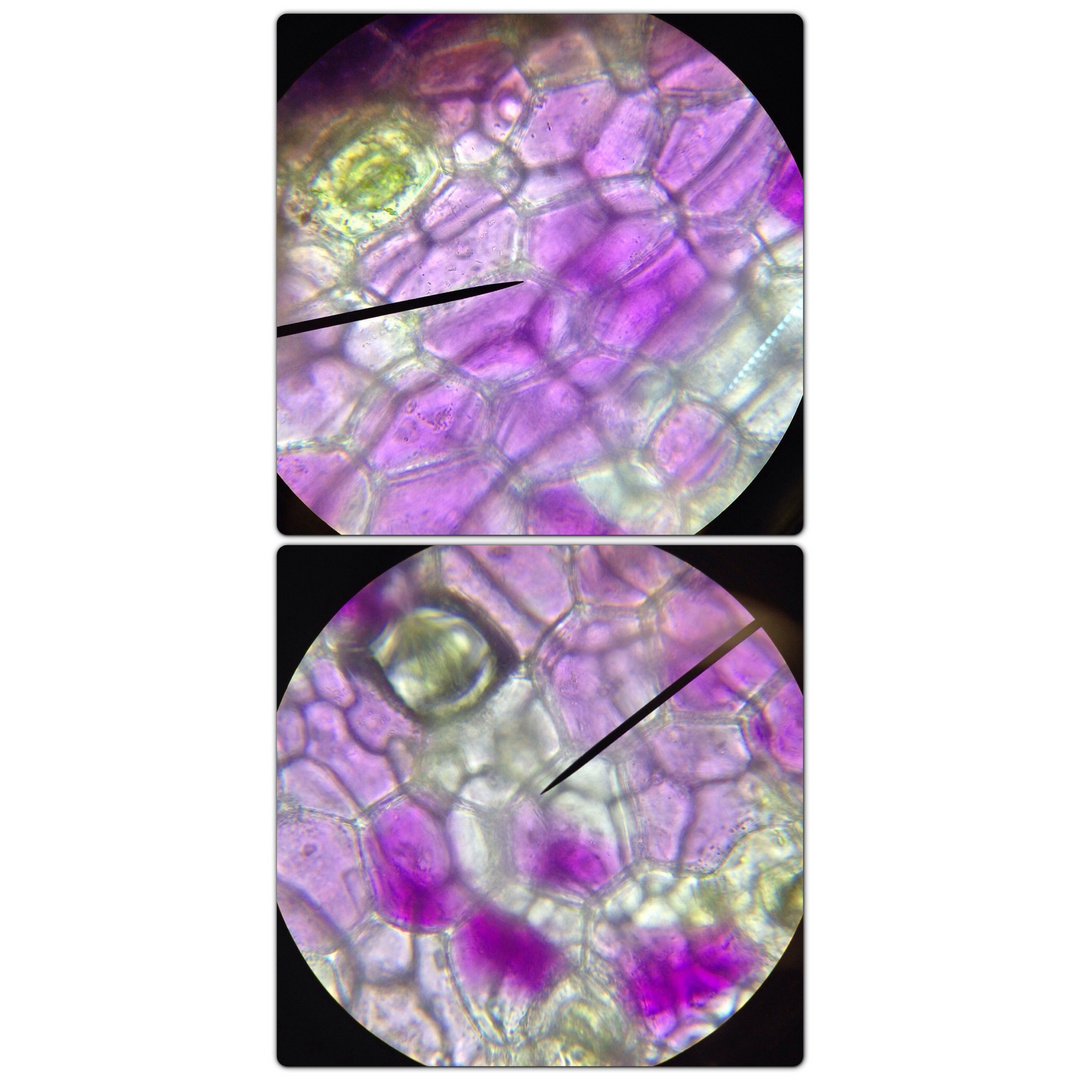 Plasmolyse bei Rhoeo discolor vorher-nachher