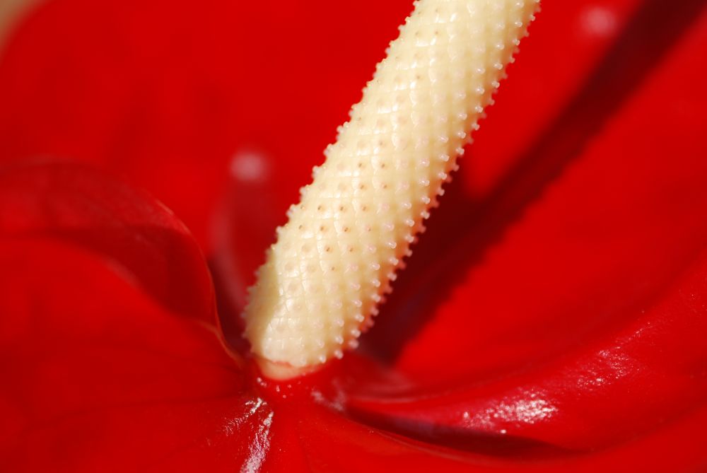 Plastikblume (ist natuerlich eine echte, schaut aber so aus)