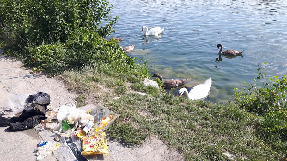 Plastikmüll am Esstisch der Schwäne