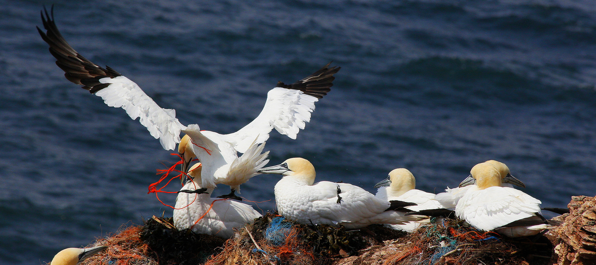 Plastiknester auf Helgoland