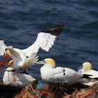 Plastiknester auf Helgoland