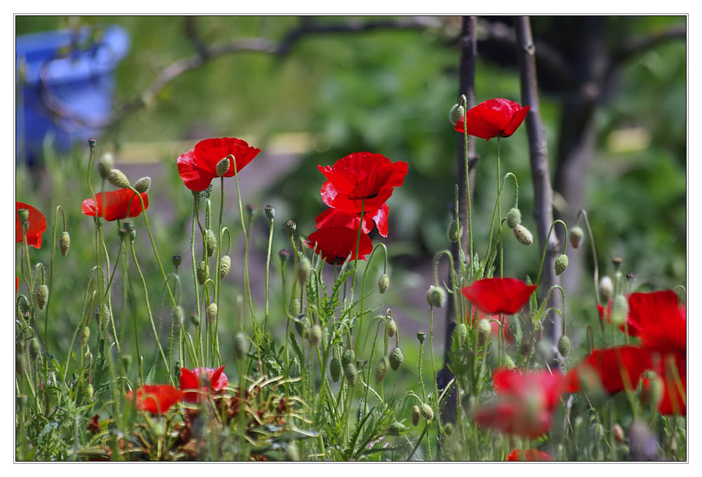 Plastikschüssel und Mohn in Großenheidorn