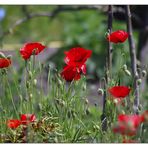 Plastikschüssel und Mohn in Großenheidorn