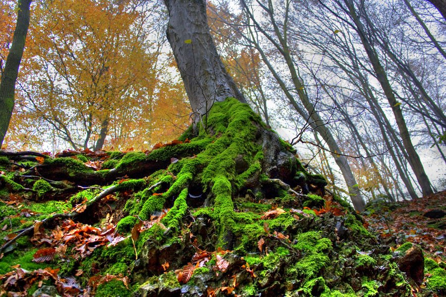 plastischer Baum