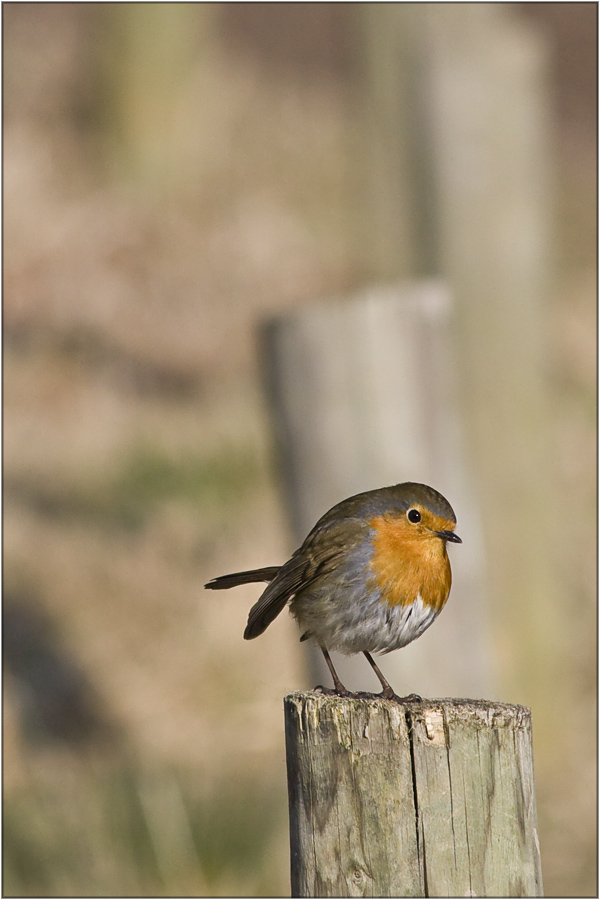 Plastron rouge