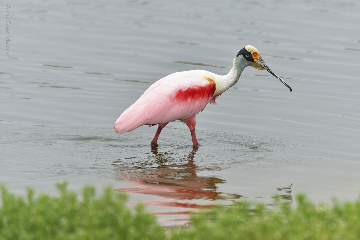 Platalea ajaja