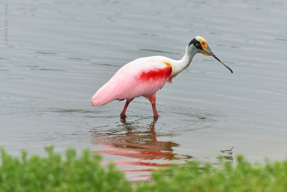 Platalea ajaja