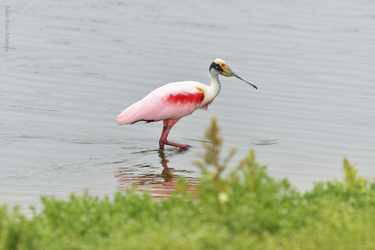 Platalea ajaja