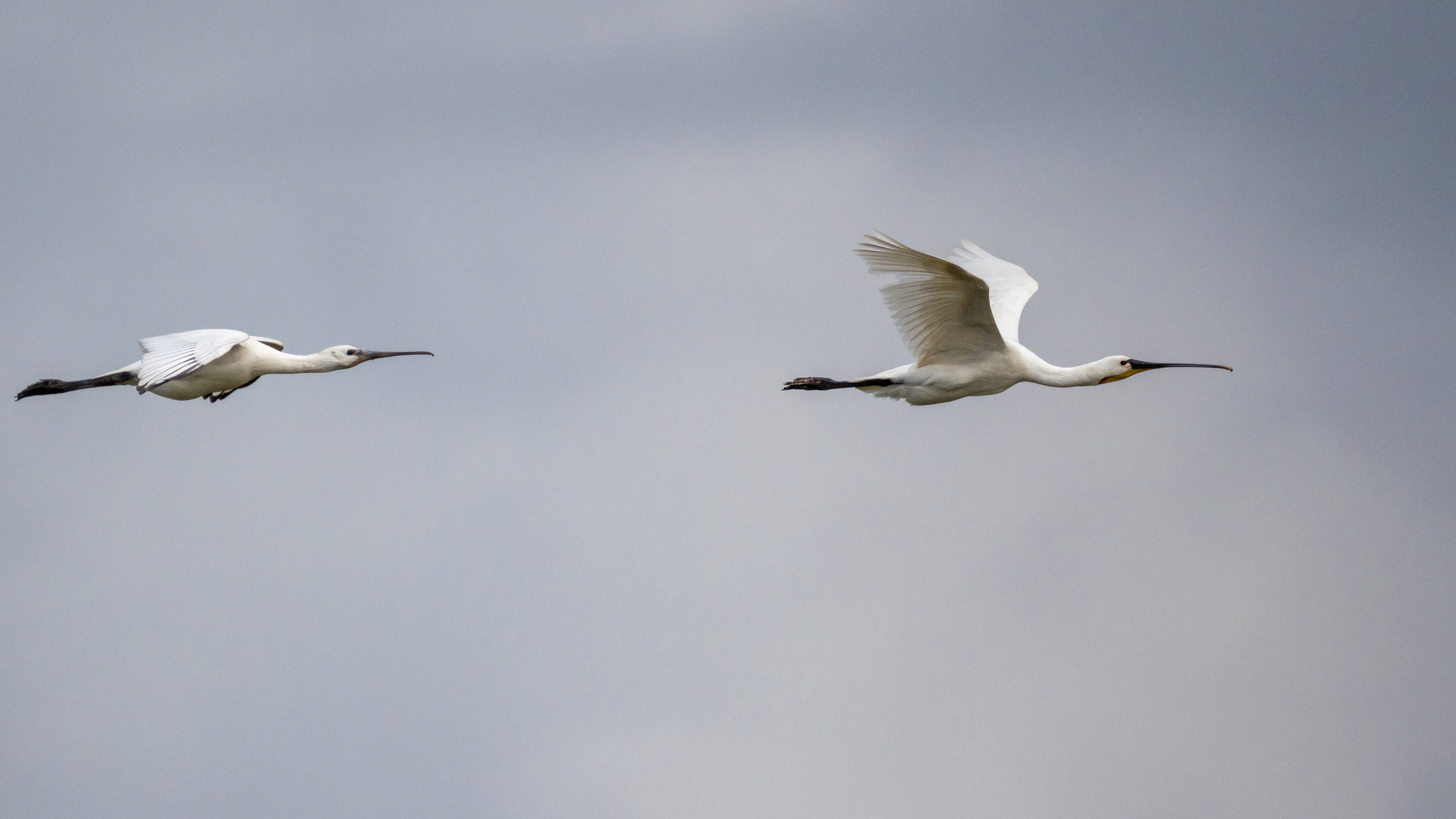 Platalea leucorodia