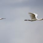 Platalea leucorodia