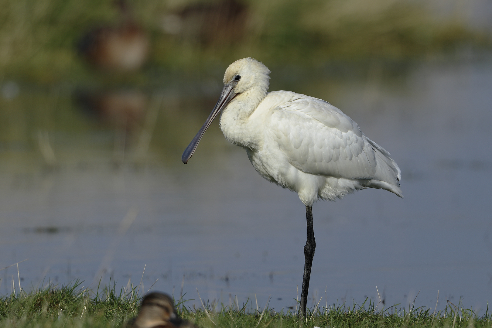 Platalea leucorodia - Der Löffler