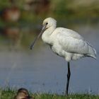 Platalea leucorodia - Der Löffler