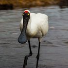 Platalea regia - Royal spoonbill