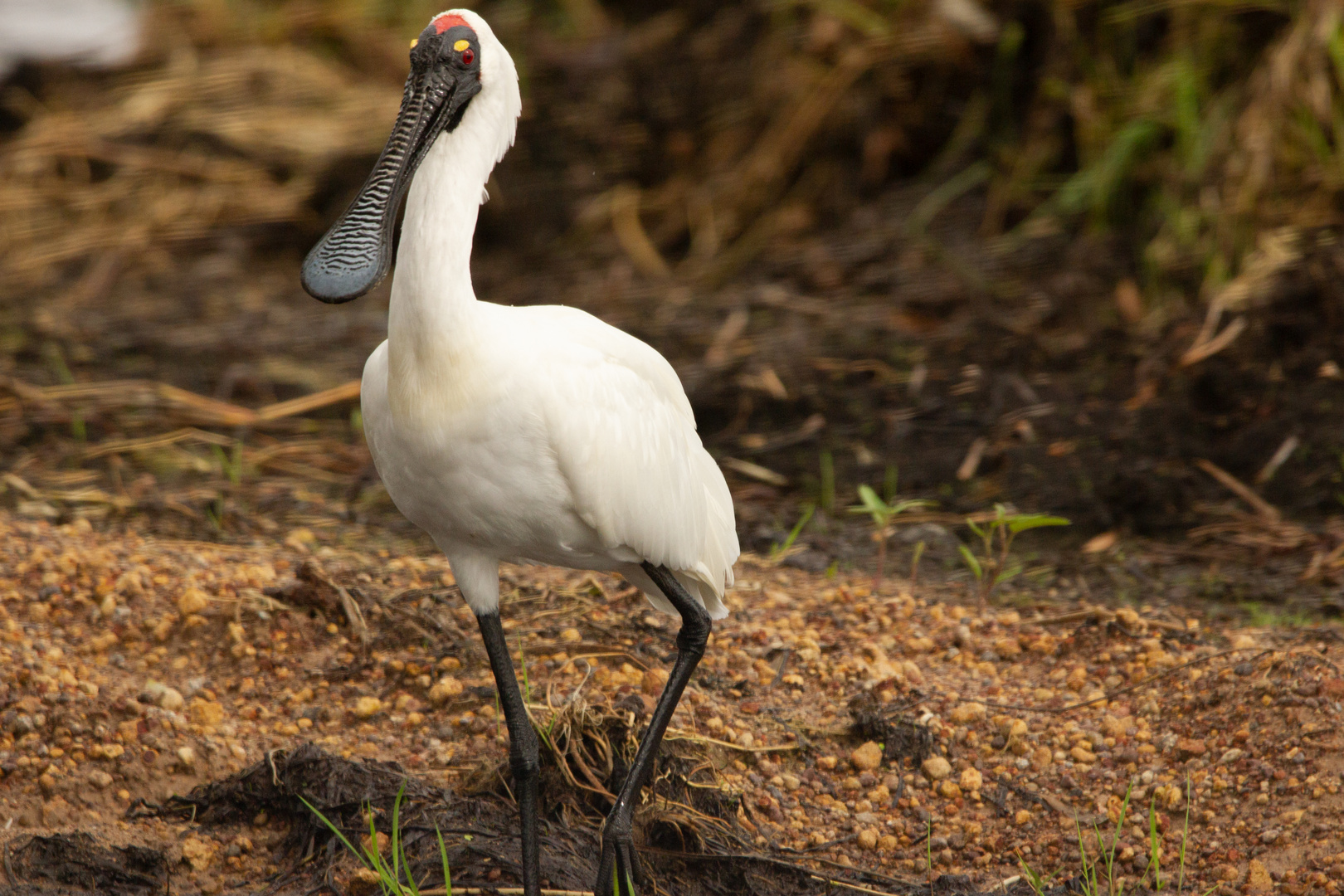 Platalea regia - Royal spoonbill