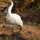 Platalea regia - Royal spoonbill