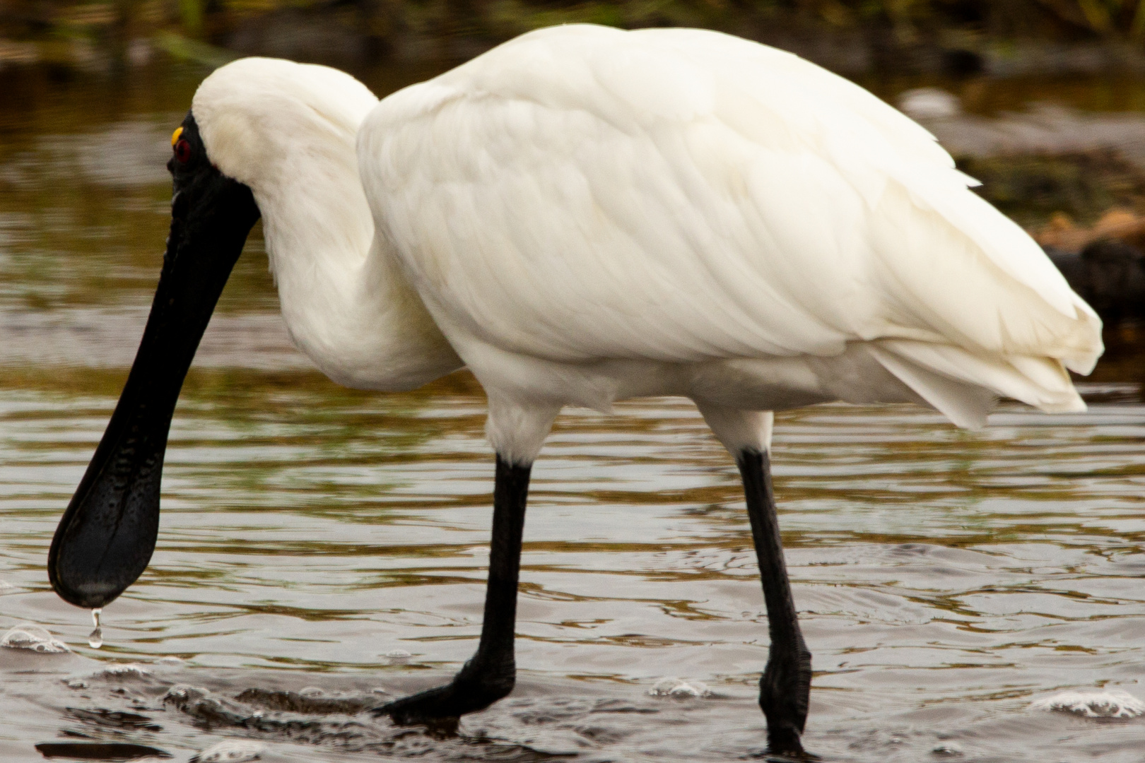 Platalea regia - Royal spoonbill