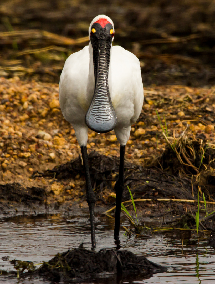 Platalea regia - Royal spoonbill