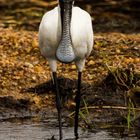 Platalea regia - Royal spoonbill