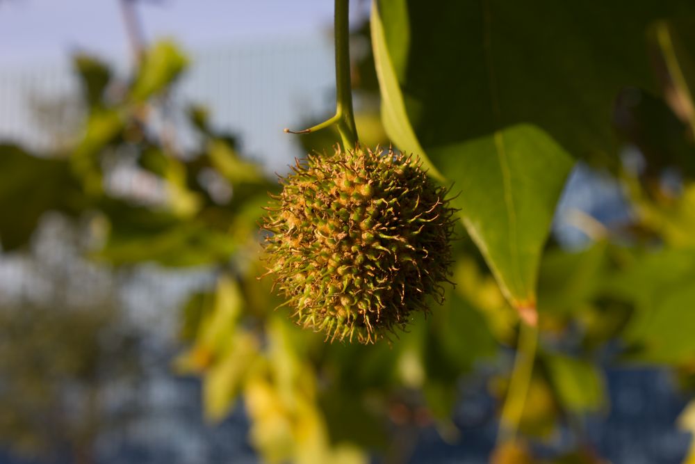 Platane Foto & Bild pflanzen, pilze & flechten, früchte und beeren