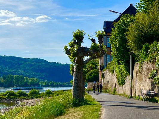 Platane am Rheinufer