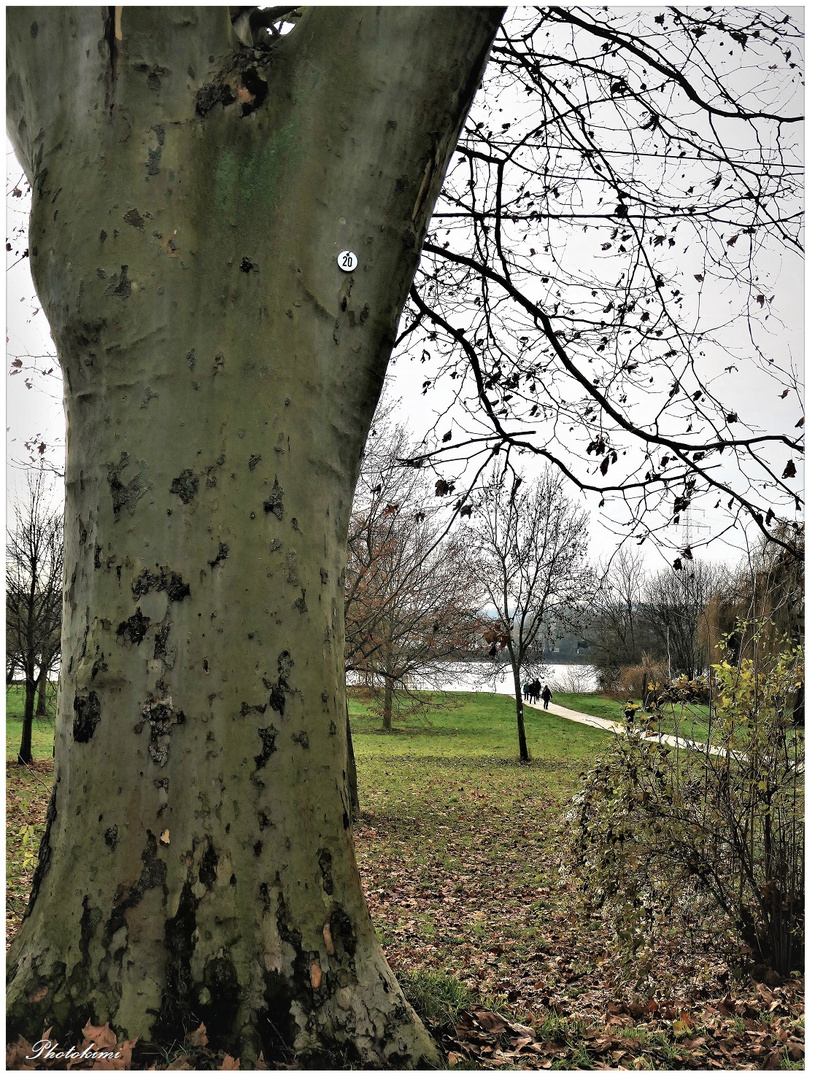 Platane auf der Deichstraße am Rhein