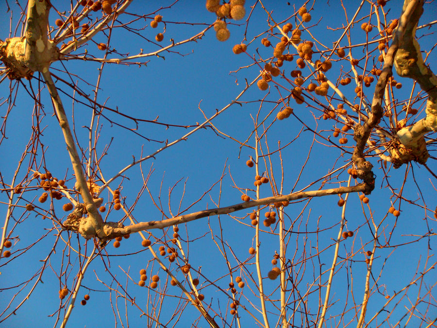 platane d'automne sous ciel de mistral