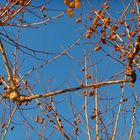 platane d'automne sous ciel de mistral