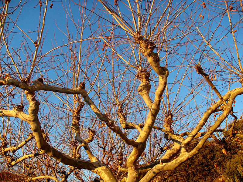 platane d'hiver sur ciel pur