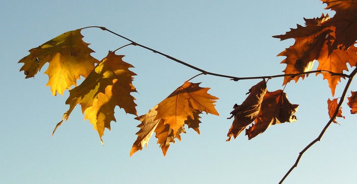 Platane im Dezember - Caslano/Tessin