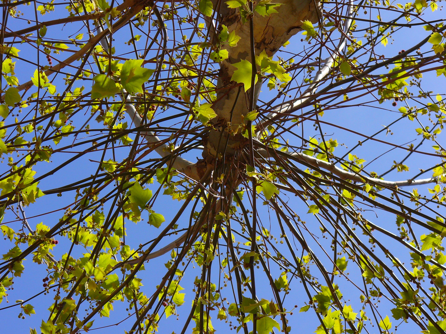 Platane im Frühling