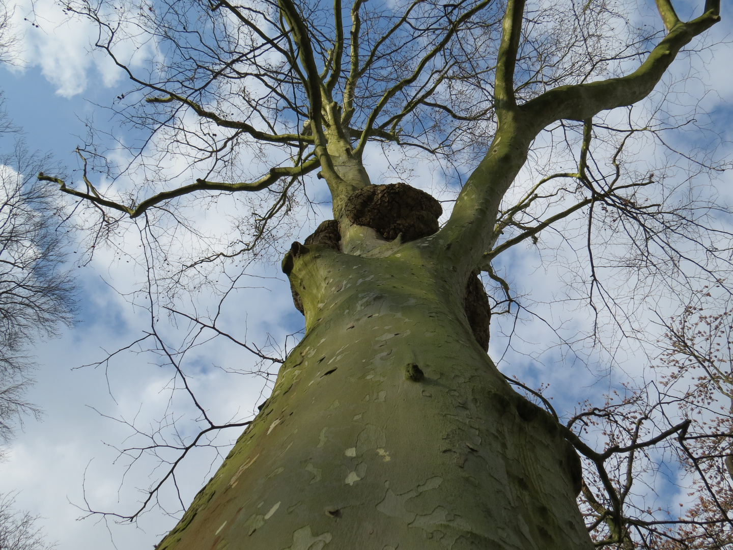 Platane im Park in Bad Nauheim