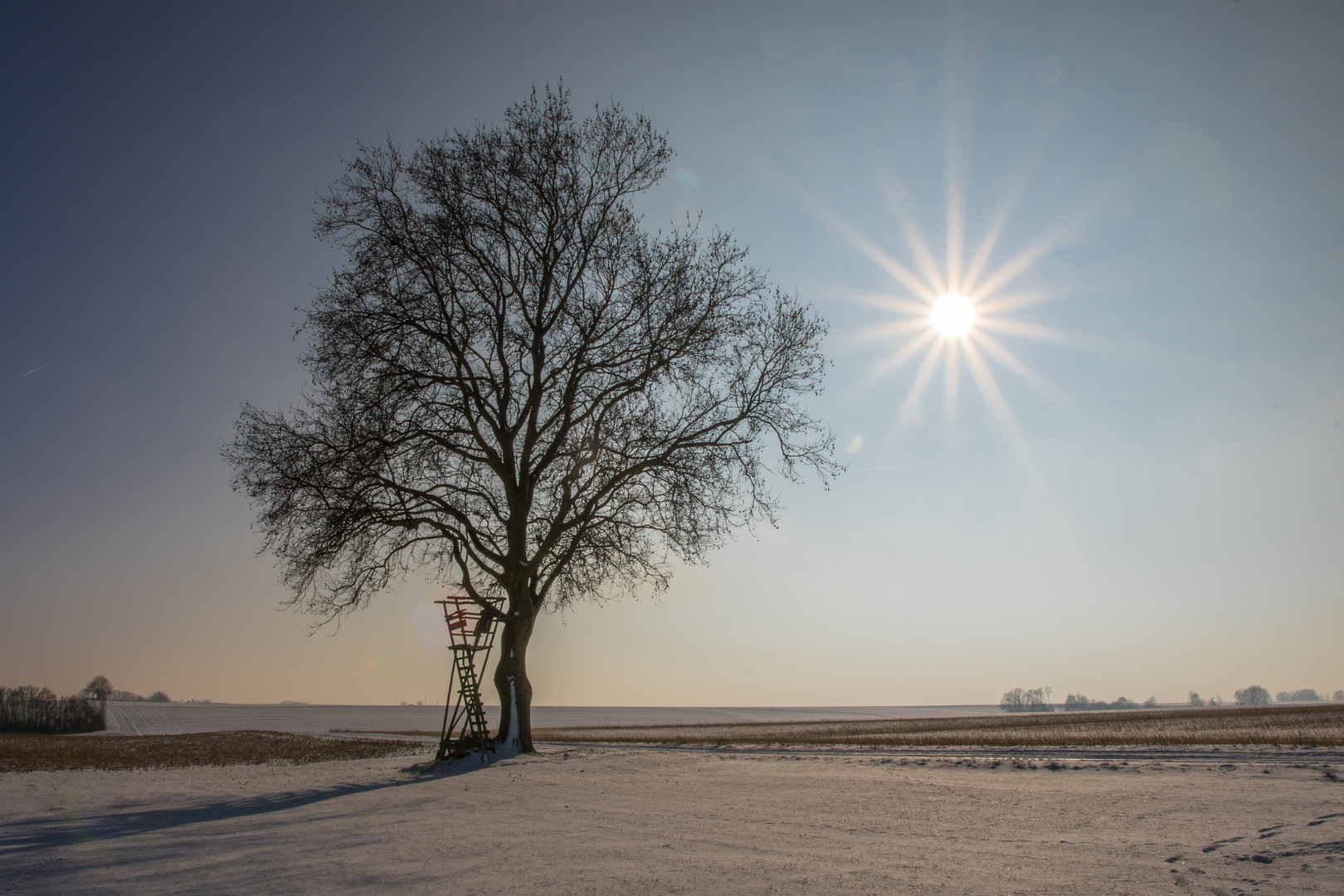 Platane im Winter