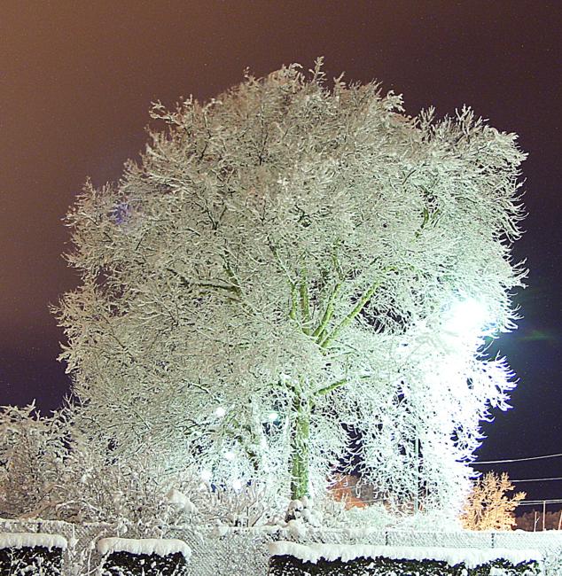 Platane im Winterkleid