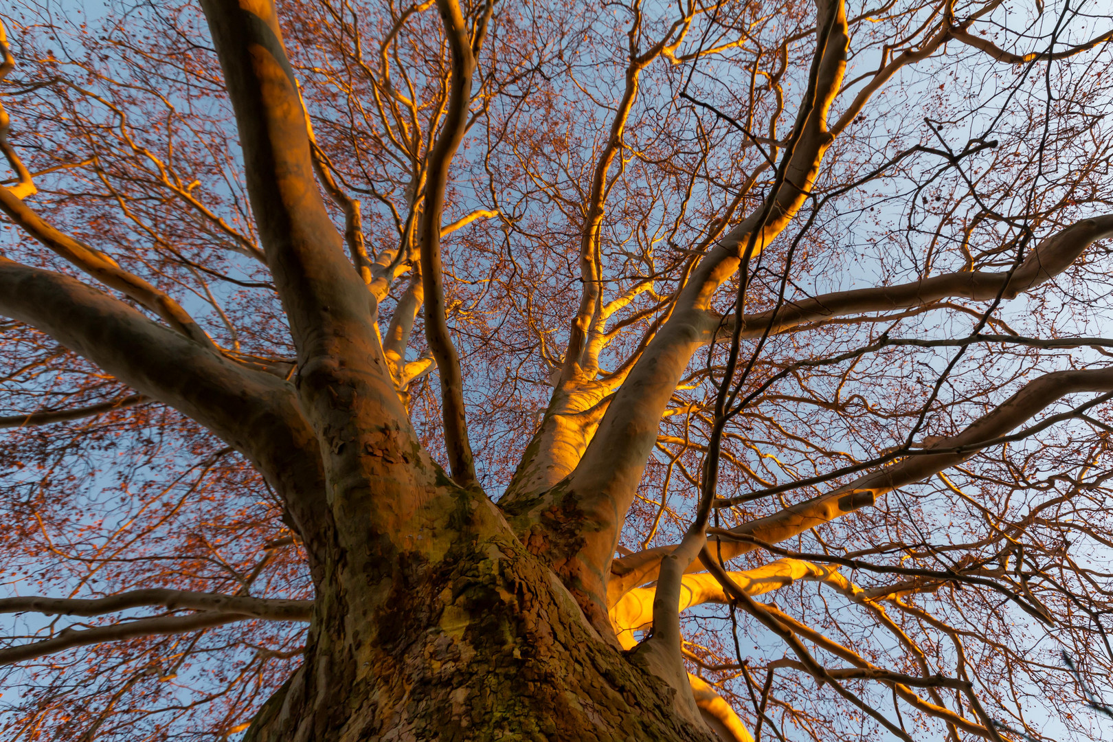 Platane in der Abendsonne