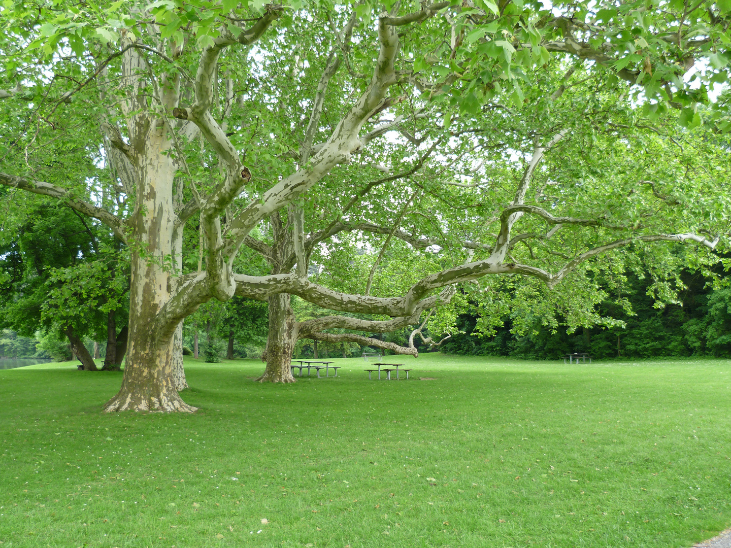 Platane - Laxenburg bei Wien