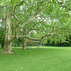 Platane - Laxenburg bei Wien