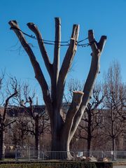 Platane nach Kronensicherungsschnitt 2024 