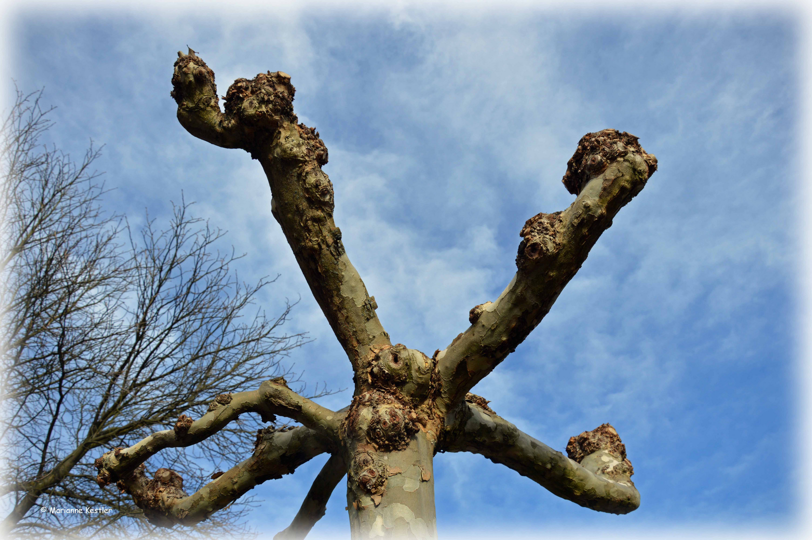 Platane vor Winterhimmel