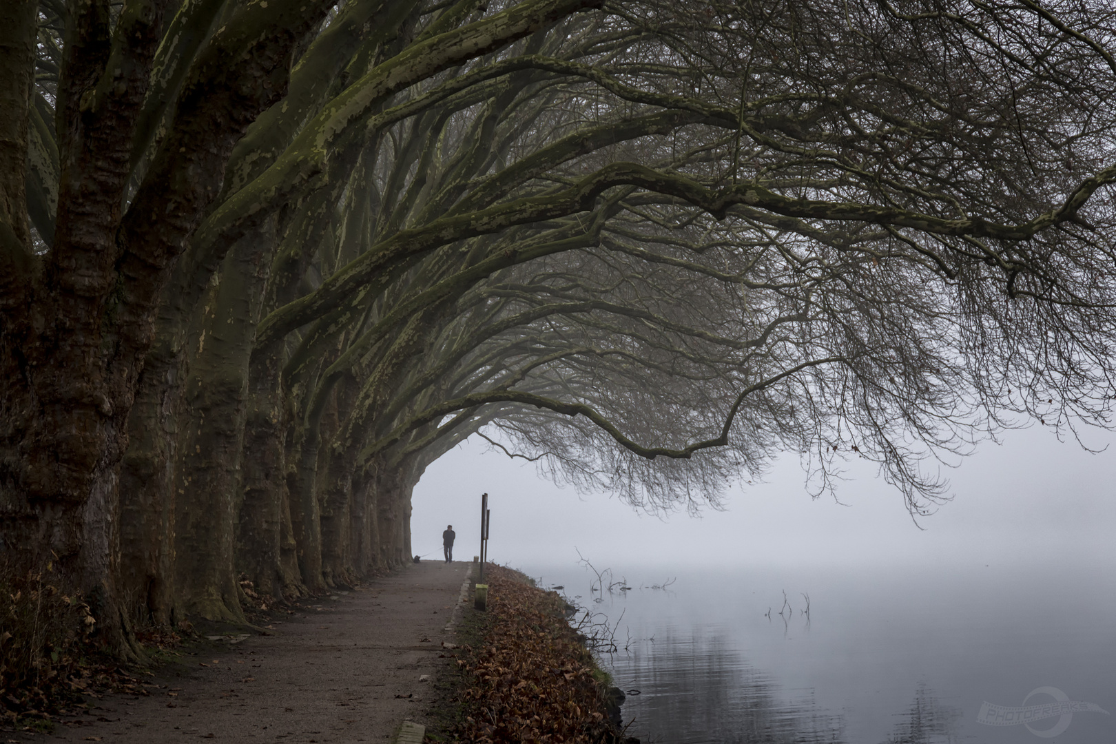 Platanen am Baldeneysee in Essen