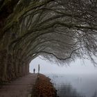 Platanen am Baldeneysee in Essen