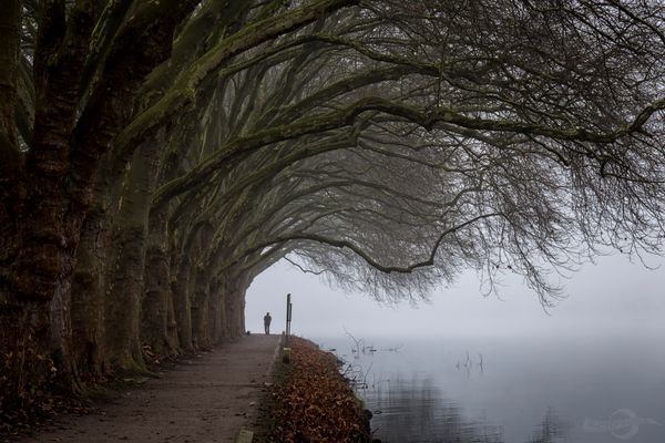 Platanen am Baldeneysee in Essen