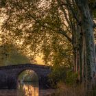 Platanen am Canal de Midi 