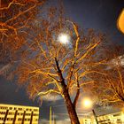 Platanen auf der Hanauer Landstrasse - nachts