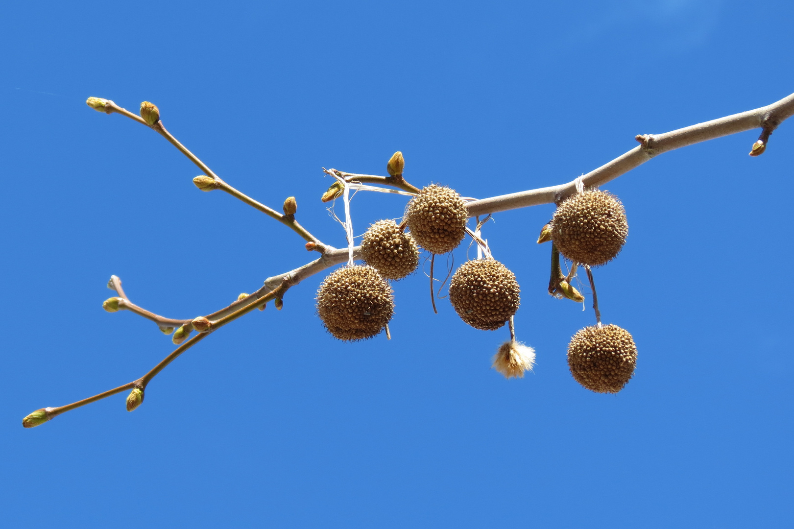 Platanen-Bollen