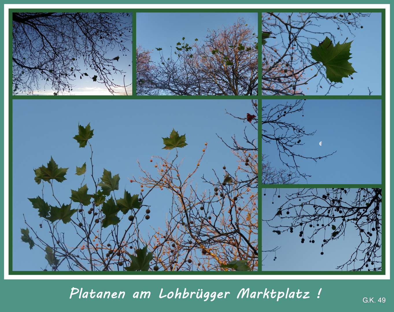 Platanen fotografiert in Lohbrügge !