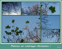 Platanen fotografiert in Lohbrügge !