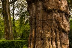 Platanen im französischen Garten - Celle/Nds.