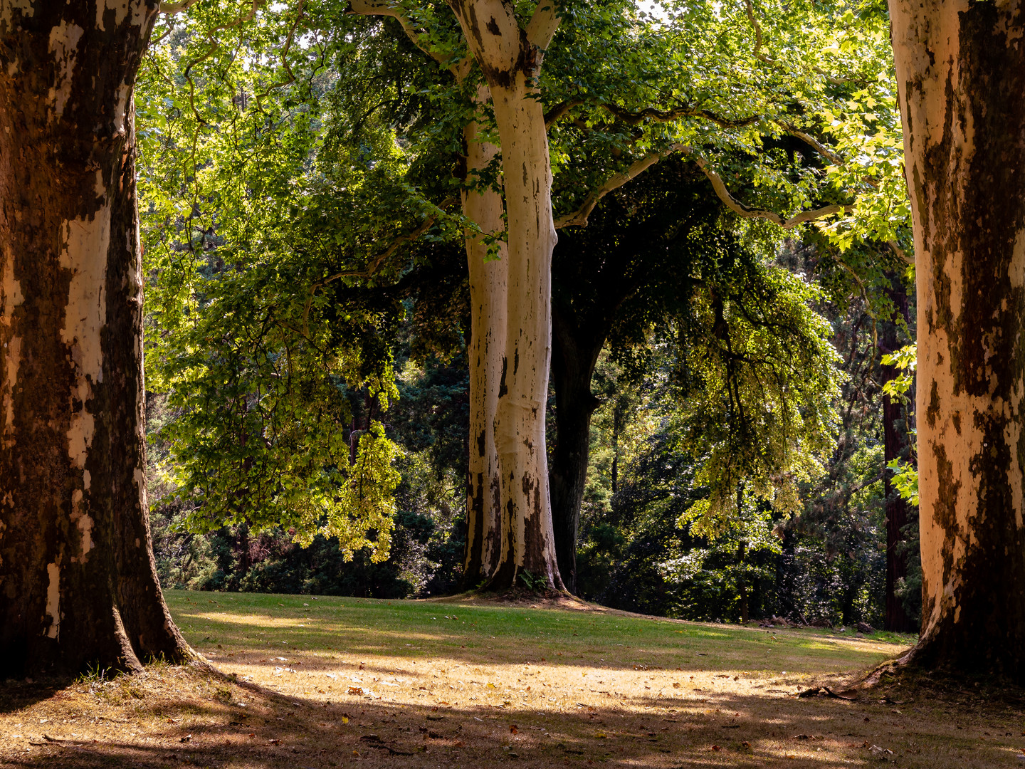 Platanen im Park Villa Hügel